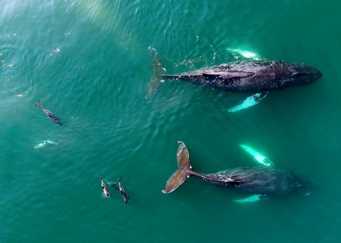 Whales and dolphins, Ingonish