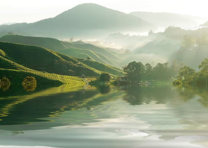 Tea plantation in the Cameron Highlands