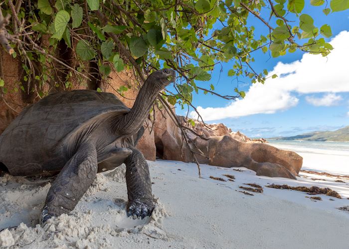 Aldabra tortoise, La Digue