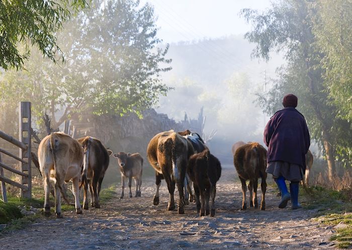 Cattle farmer in Ura Village, Bumthang