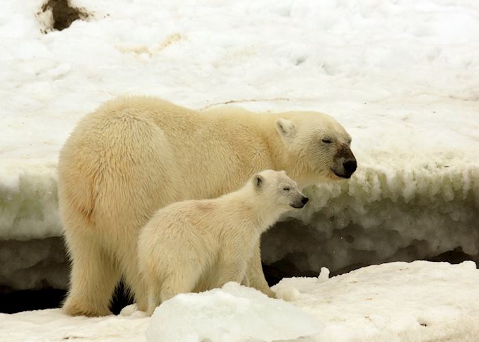 A mother bear and her cub