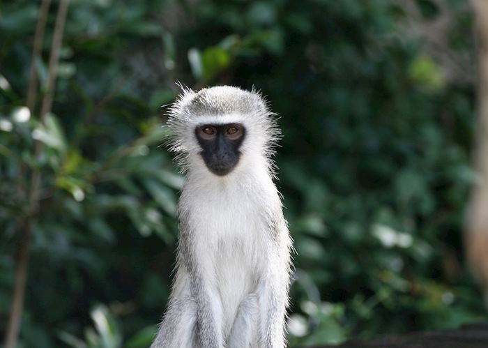 Vervet monkey in Vilanculos Coastal Wildlife Sanctuary