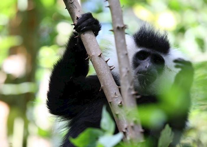 Black and white colobus monkey, Nyungwe Forest