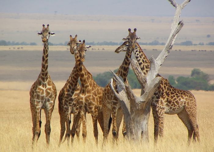 Masai Mara, Kenya