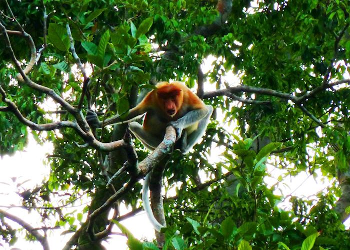 Proboscis monkey, Malaysian Borneo