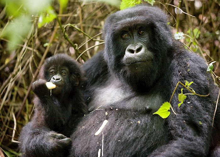 Mountain gorilla, Volcanoes National Park