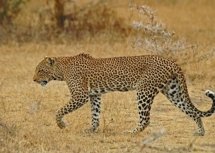 Leopard in Nyerere National Park