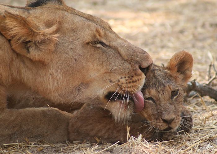 Ruaha National Park, Tanzania