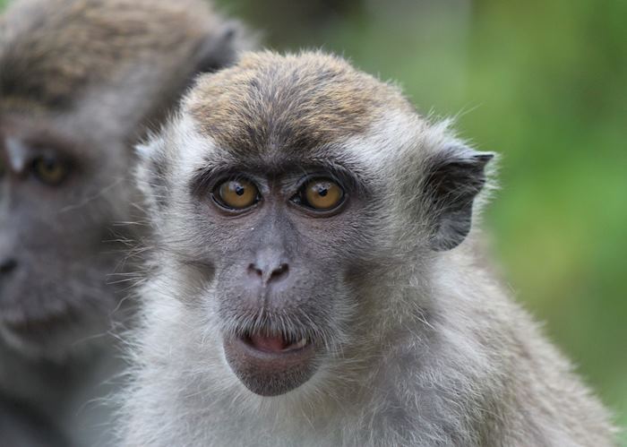 Long-tailed macaque, Bako National Park, Malaysian Borneo