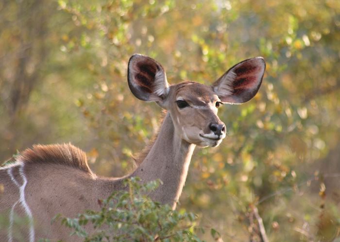 Kudu in The Sabi Sabi Wildtuin