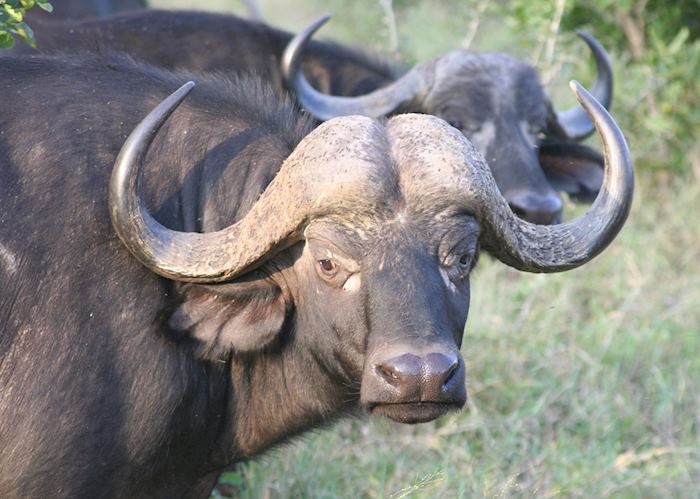 Buffalo herd, The Sabi Sabi Wildtuin