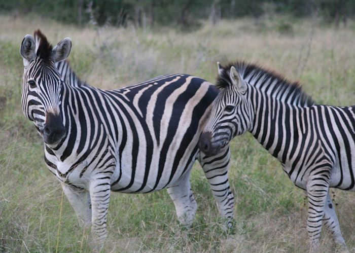 Zebra in The Sabi Sabi Wildtuin