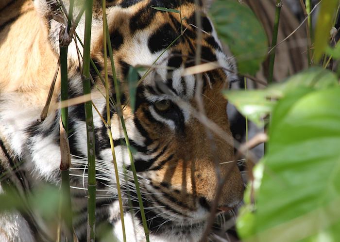 Bengal tiger