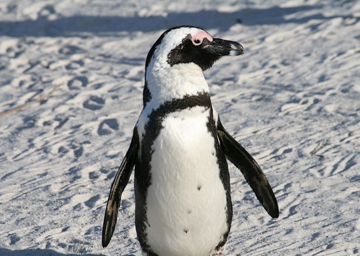 Penguin, Boulders Beach