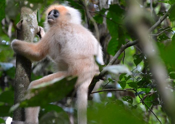 Morph red-leaf monkey, Danum Valley, Malaysian Borneo