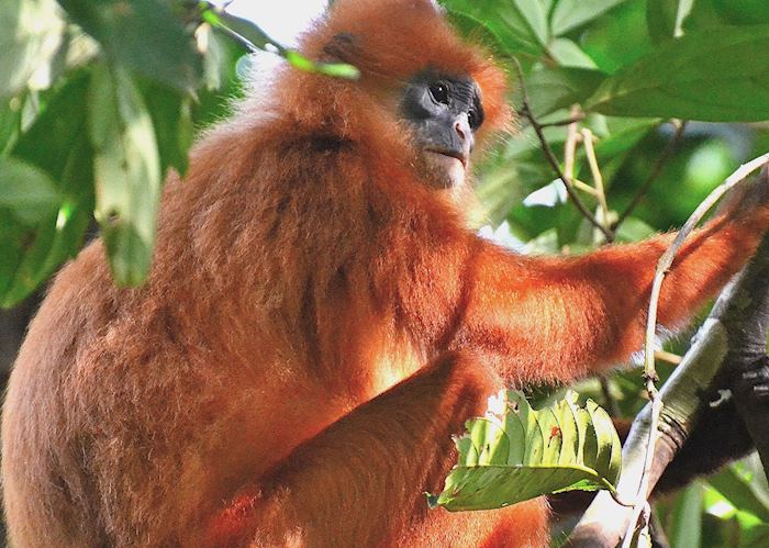 Red leaf monkey, Danum Valley, Malaysian Borneo