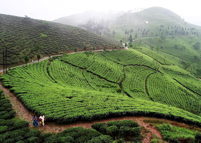 Tea plantations outside Darjeeling