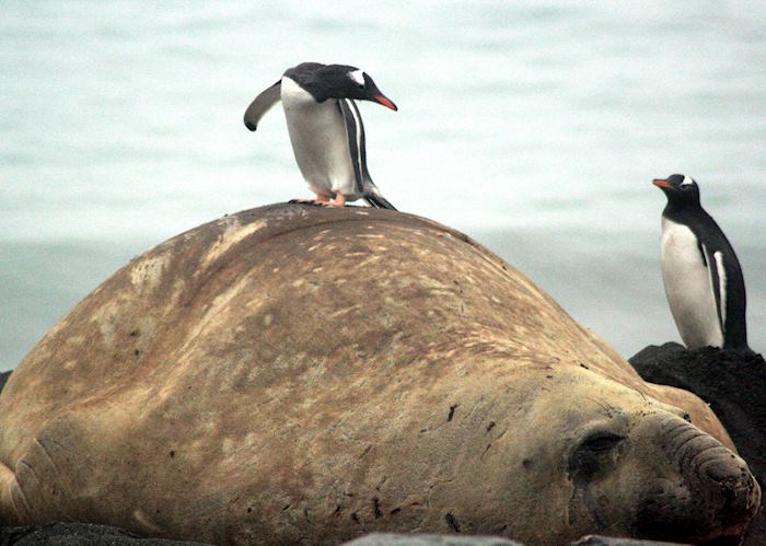South Georgia, Antarctica