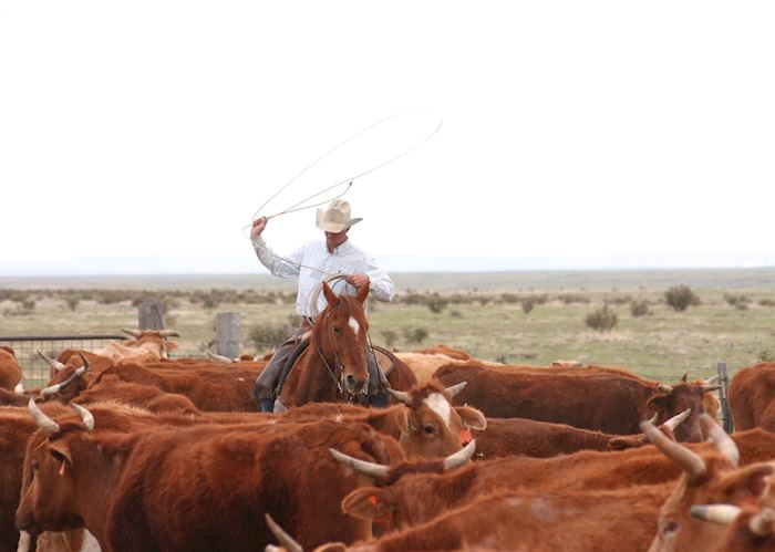 Corralling cattle, Zapata Ranch