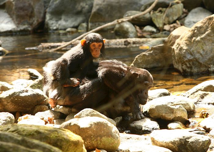 Chimpanzee mother and baby, Mahale Mountains