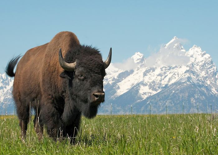 A bison in Grand Teton National Park
