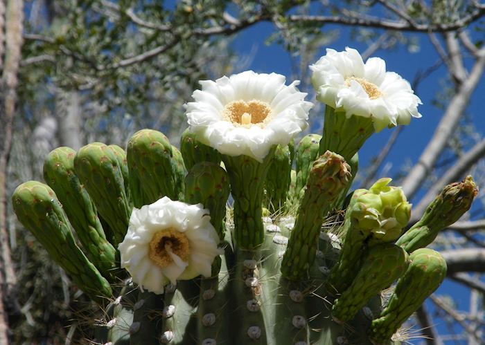 Flowering Saguaro cactus, Saguaro National Park, near Tucson, Arizona