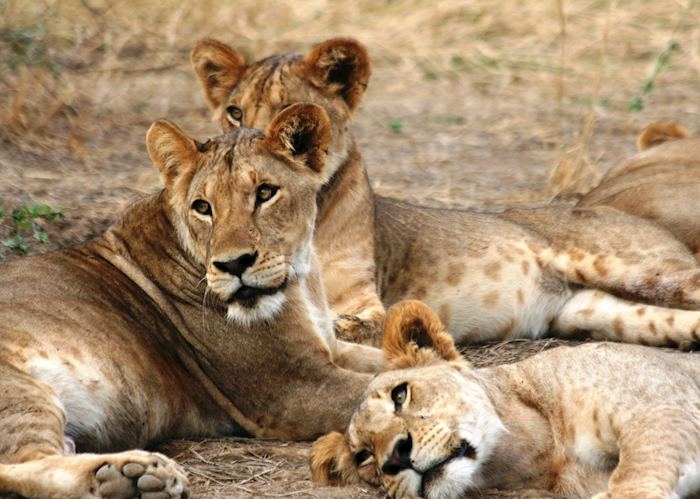 Lions, Lewa Wilderness Conservancy