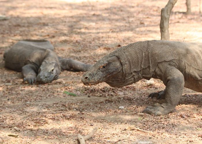 Komodo dragon, Indonesia