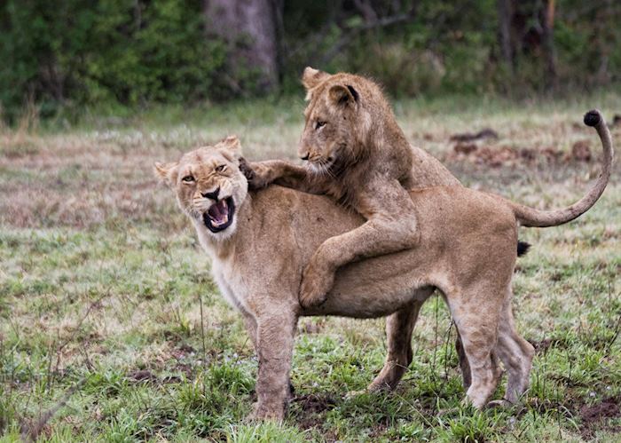 Two young lions play together while the rest of the pride sleeps off a big meal