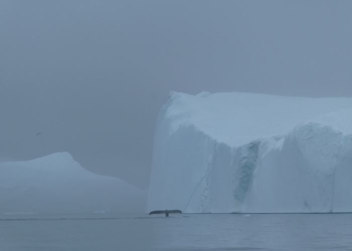 Icebergs looming out of the mist, Greenland