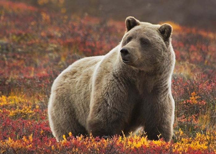 Grizzly Bear in the colourful fall tundra, Denali National Park and Preserve, Alaska