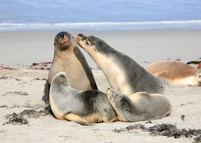 Seals at Seal Bay, Australia