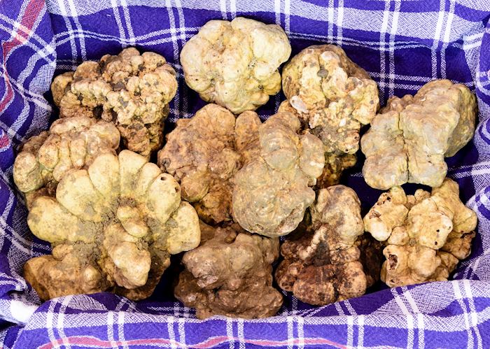 White truffles, Langhe