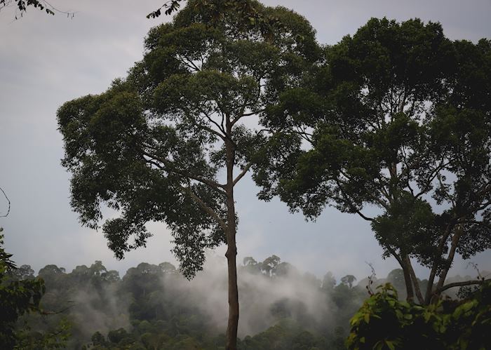 Deramakot Forest Reserve, Sabah