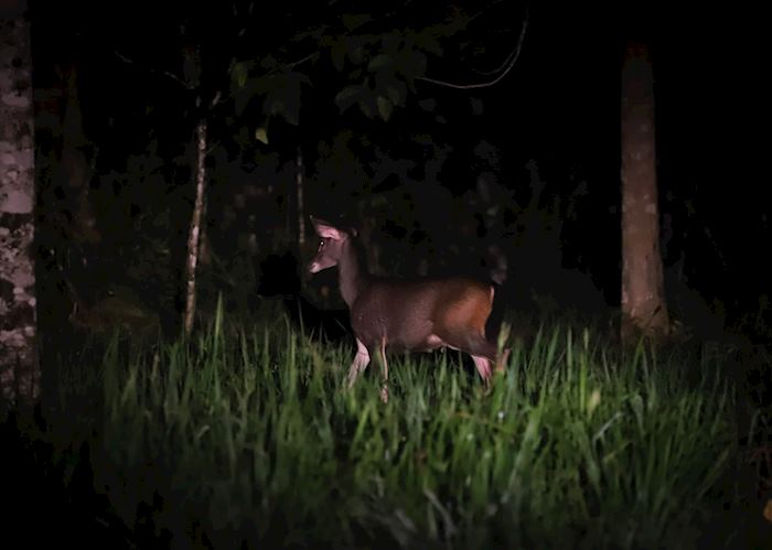 Wildlife sighting, Deramakot