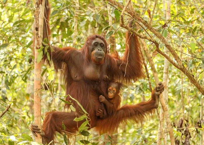 Orangutan in Tanjung Puting