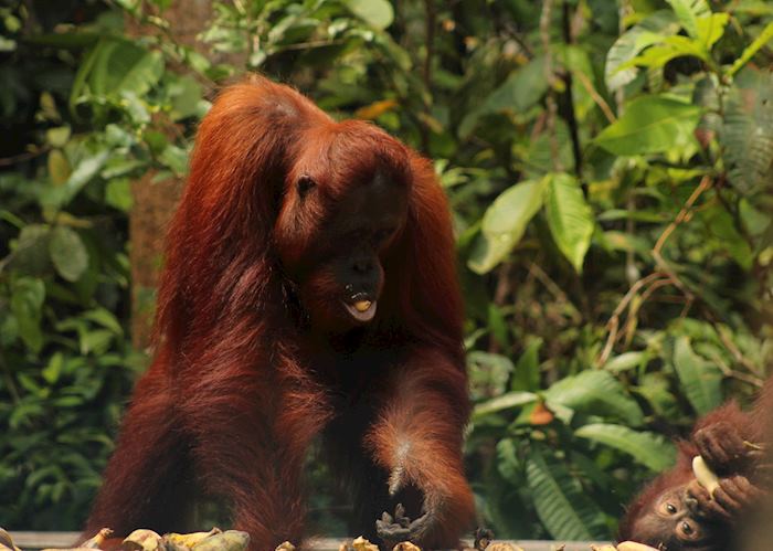 Mother and baby orangutan in Tanjung Puting 