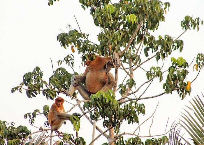 Proboscis male in treeline with female
