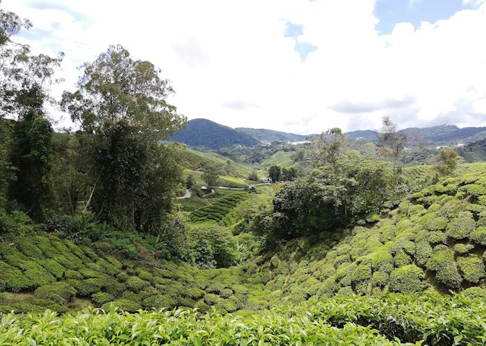 Tea plantation in the Cameron Highlands 