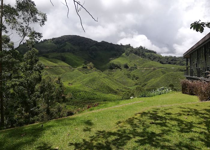Tea Plantation in the Cameron Highlands