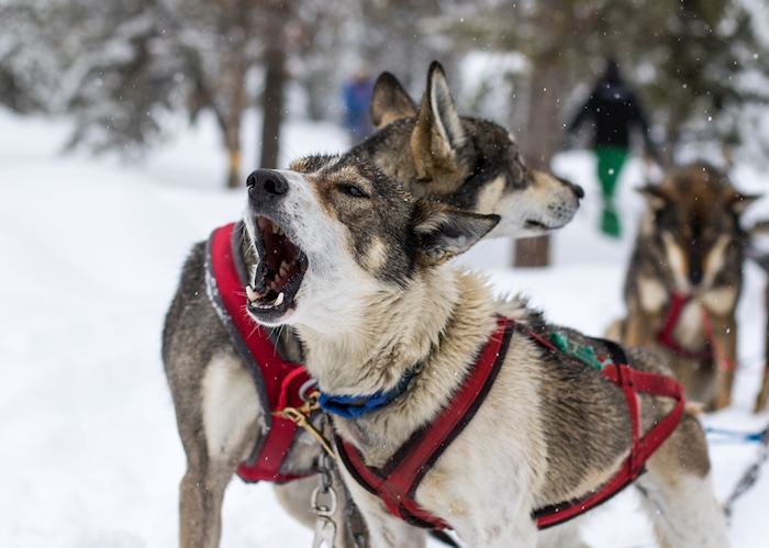 Dog sledding, Alaska