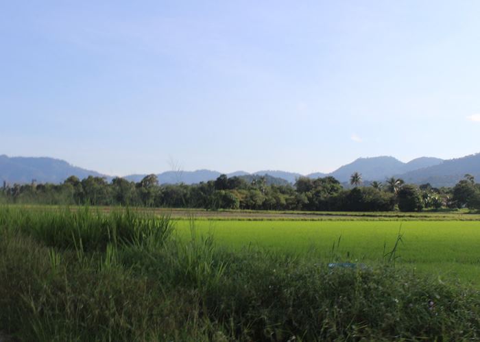 Rice fields in Balik Pulau, Penang