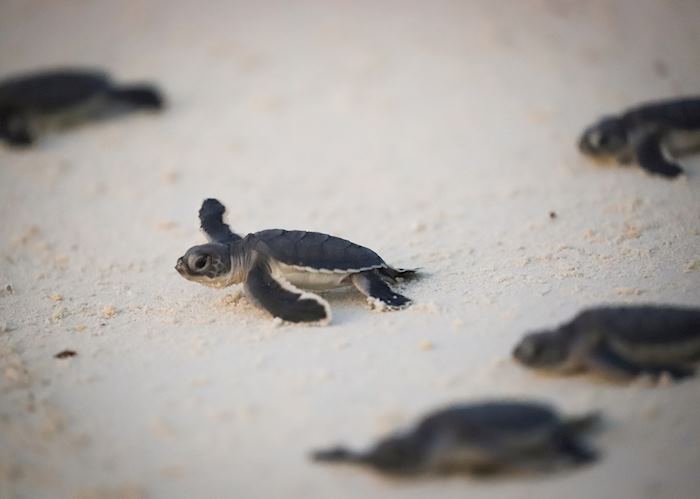 Turtle release on Lankayan Island