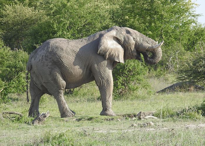 Elephant, Nxai Pan National Park