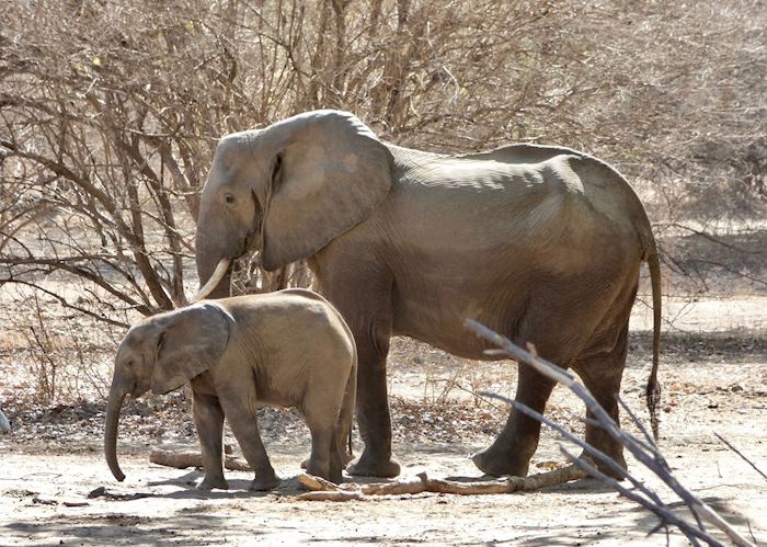 Mother and baby elephant