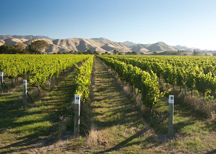 Blenheim vineyards