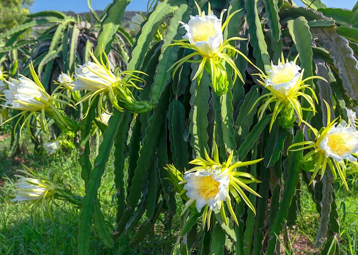Dragon fruit orchard