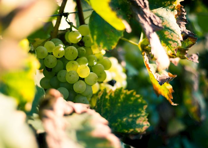 Grapes on the vine, Santorini