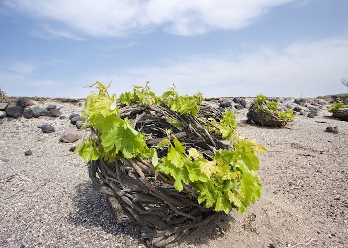 Traditional vine growing techniques, Santorini