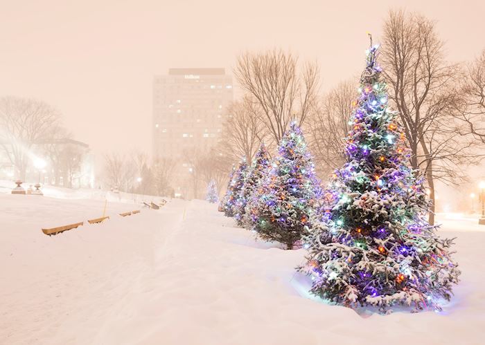 Christmas Trees in Montréal, Québec